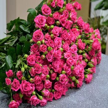 Кустовые розы малиновые (70см)