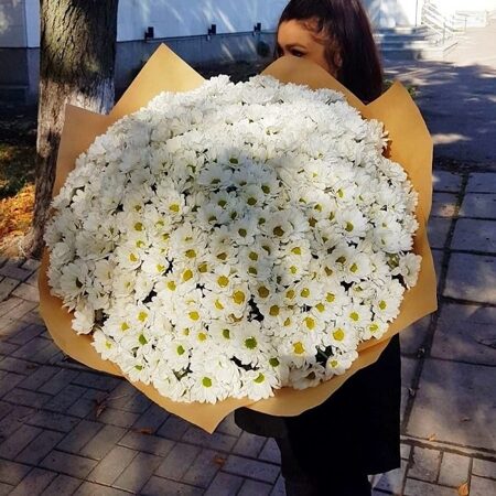 Ромашковое поле