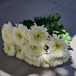 Хризантемы одноголовые белые крупные