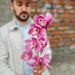 Орхидея Цимбидиум розовая (ветка)