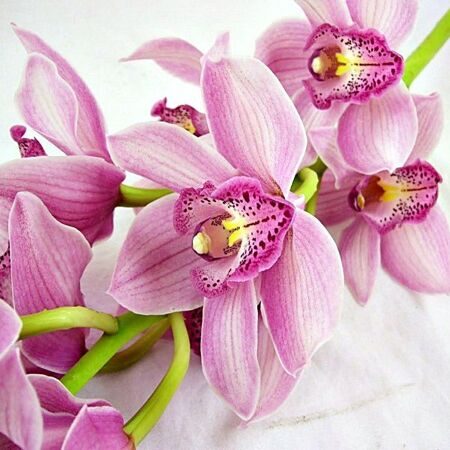 Орхидея Цимбидиум розовая (ветка)