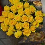 Роза Пени Лайн ( 50 см )