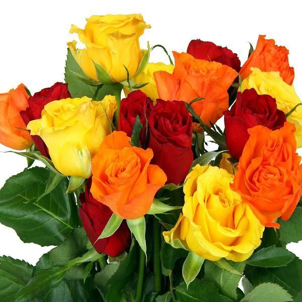 Розы Кенийские микс в теплых цветах 50см