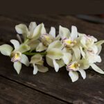 Орхидея Цимбидиум белая (ветка)