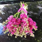 Маттиола ассорти