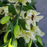 Лилии Ориенталь Белые