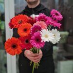 Герберы разноцветные (ассорти)