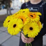 Герберы желтые