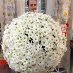 Ромашковый гигант