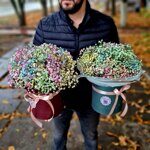 Коробка с радужной гипсофилой