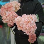 Гортензии розовые