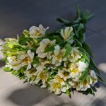 Альстромерии белые